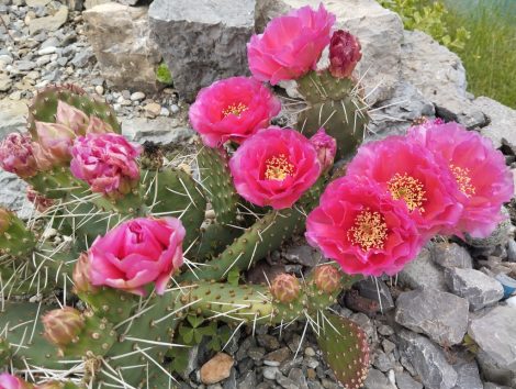 Opuntia aurea × polyacantha JRT 610