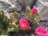Opuntia aurea × polyacantha JRT 610