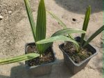 Sabal minor