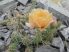 Opuntia polyacantha var. arenaria - 2db hajtás (kladódium)