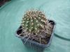 Lobivia sp. Lobivia sp.