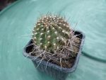 Lobivia sp.