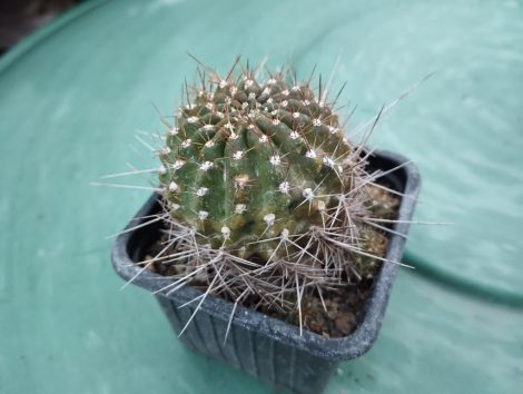 Lobivia sp.