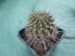 Lobivia sp.