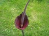 Amorphophallus konjac (leopárdkontyvirág, gumipálma, kígyópálma, ördögynelv)