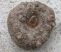 Amorphophallus konjac (leopárdkontyvirág, gumipálma, kígyópálma, ördögynelv)