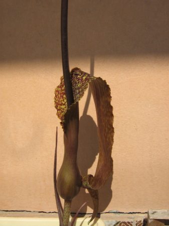 Sauromatum venosum (Voodoo Lily)
