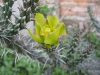 Cylindropuntia whipplei Snowflake, Navajo Co., AZ, USA