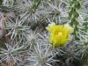 Cylindropuntia whipplei SB584 Coconino County, Arizona, USA - 1x cutting Cylindropuntia whipplei SB584 Coconino County, Arizona, USA - 1x cutting