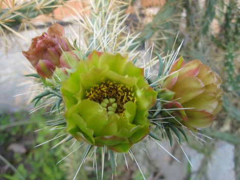 Cylindropuntia davisii - 1x cutting