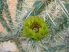 Cylindropuntia davisii - 1x cutting