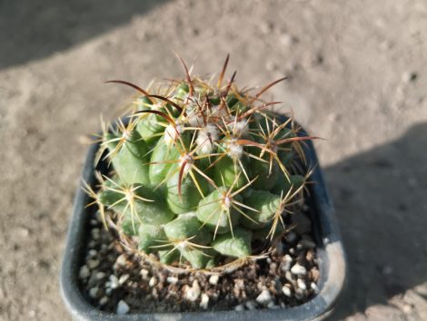 Coryphantha calipensis RS167 Coryphantha calipensis RS167