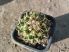 Coryphantha calipensis RS167 Coryphantha calipensis RS167