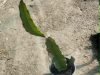 Hylocereus hybrid - dragon fruit (red inside)