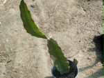 Hylocereus hybrid - dragon fruit (red inside)