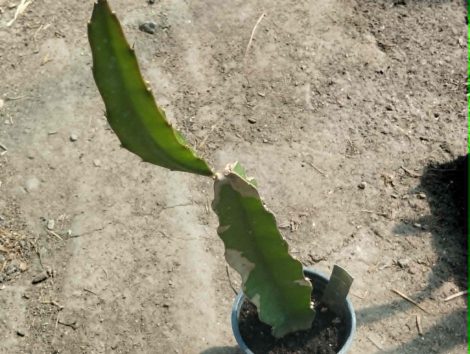 Hylocereus hybrid - dragon fruit (red inside)
