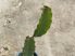Hylocereus hybrid - dragon fruit (red inside)