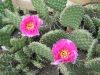 Opuntia polyacantha 'Wallace Kansas' Opuntia polyacantha 'Wallace Kansas'
