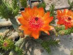Austrocylindropuntia verschaffeltii MK1112