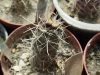 Austrocactus gracilis MS2118