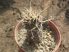 Austrocactus gracilis MS2118