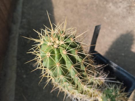Echinocereus coccineus subsp. rosei LZ388