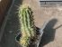 Echinocereus coccineus subsp. rosei LZ388