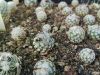 Turbinicarpus dickisoniae RS321A Turbinicarpus dickisoniae RS321A