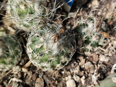 Turbinicarpus dickisoniae RS321A