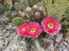 Opuntia aurea x rhodantha