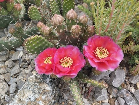 Opuntia aurea x rhodantha
