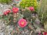 Opuntia aurea x rhodantha