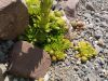 Jovibarba globifera subsp. hirta Jovibarba globifera subsp. hirta