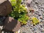 Jovibarba globifera subsp. hirta