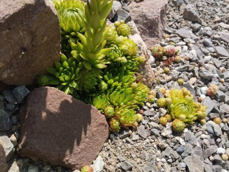 Jovibarba globifera subsp. hirta