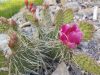 Opuntia erinacea Opuntia erinacea