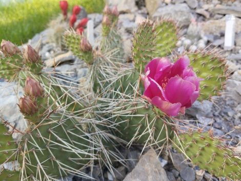 Opuntia erinacea