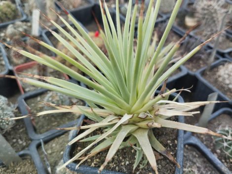 Agave stricta 'Nana'