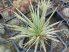 Agave stricta 'Nana'