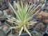 Agave stricta 'Nana'
