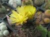 Pyrrhocactus strausianus JN433 (syn. Eriosyce strausiana)