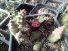 Duvalia caespitosa Duvalia caespitosa