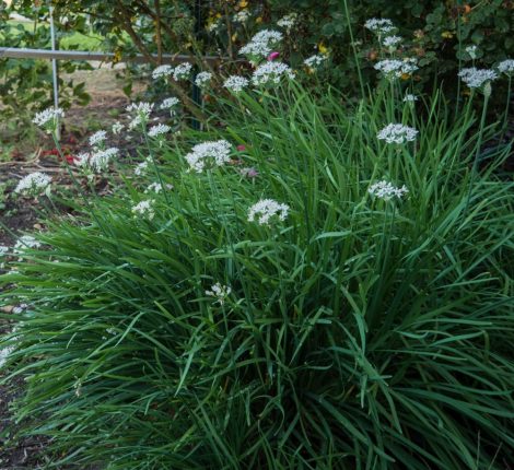 Asian chives, Chinese chives (Allium tuberosum) - 100x seeds