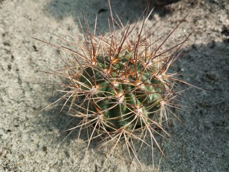 Soehrensia formosa JN1105