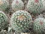 Stenocactus erectocentrus SB286
