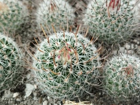 Stenocactus erectocentrus SB286 Stenocactus erectocentrus SB286