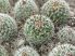Stenocactus erectocentrus SB286 Stenocactus erectocentrus SB286