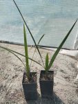 Phoenix canariensis (Kanári datolyapálma)