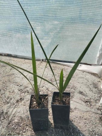 Phoenix canariensis (Kanári datolyapálma)