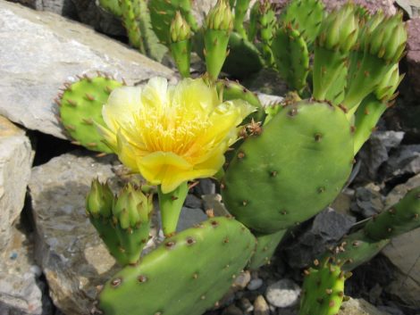 Opuntia compressa